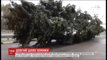 Свято наближається. Головну ялинку і столицю розділяють лише кількадесят кілометрів