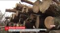 Знаменитые угодья Януковича вырубают и распродают