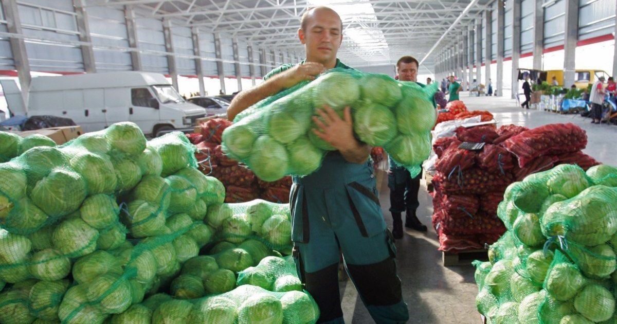 За останній тиждень в Україні значно подешевшала молода білокачанна капуста