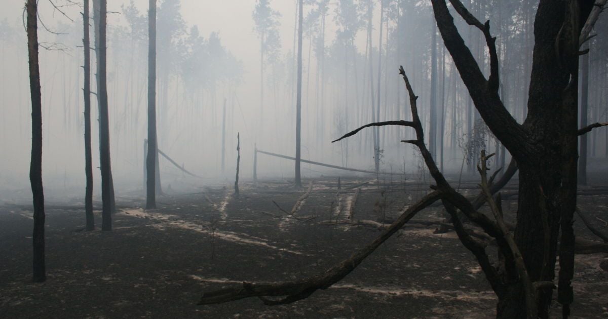 Порошенко подписал закон об усилении ответственности за незаконную рубку леса