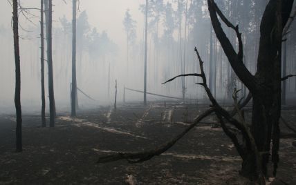 Порошенко подписал закон об усилении ответственности за незаконную рубку леса