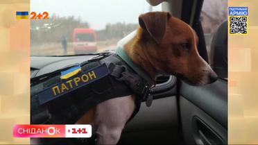 Чотирилапі символи війни: пес Патрон та кішка Шафа