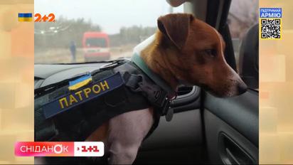 Чотирилапі символи війни: пес Патрон та кішка Шафа