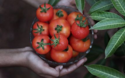 В Україні здорожчали тепличні помідори