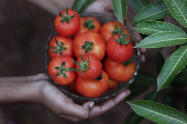 Регулярне споживання свіжих помідорів сприяє підвищенню вироблення шлункового соку, що може погіршити кислотний рефлюкс. / © Pexels