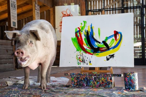 Пігкассо / Фото: instagram.com/pigcassohoghero