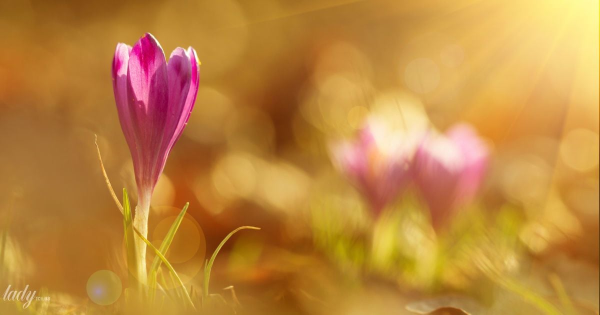 Крокус у променях сонця