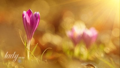 Крокус в лучах солнца