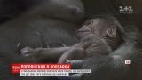 В зоопарке Чикаго показали малыша гориллы, которое родилось в Международный праздник матери