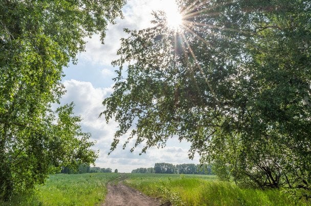 Народні прикмети 15 червня / © pexels.com
