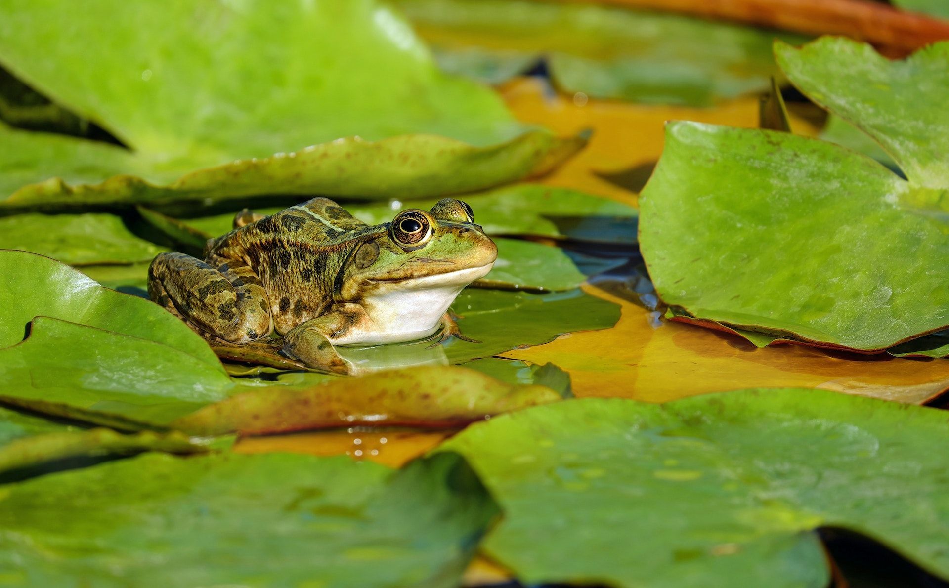 15 серпня голосно квакають жаби — до дощу / © Pexels