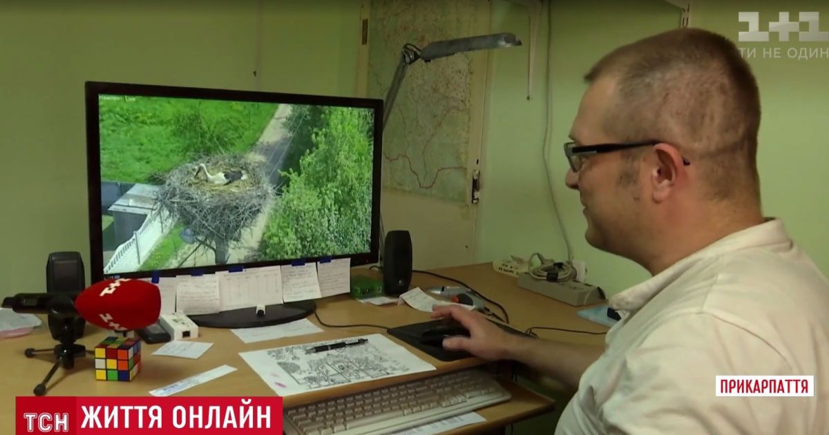 В интернете приобрело популярность "онлайн-реалити" из гнезда аистов на Прикарпатье