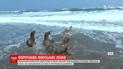6 морских львов, которые отбились от стада и заблудились, выпустили в океан в Перу