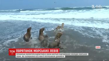 6 морских львов, которые отбились от стада и заблудились, выпустили в океан в Перу