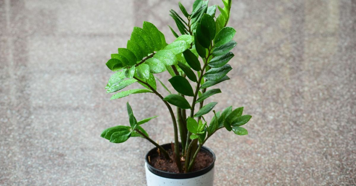 Чим підживити заміокулькас, щоб ожив