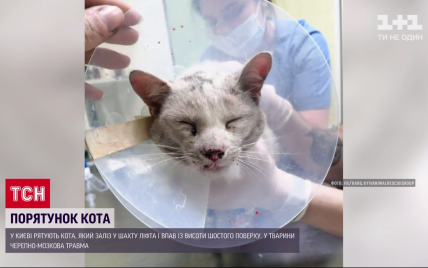 Впав з шостого поверху в підвал: у Києві врятували кота, який катався на даху ліфта