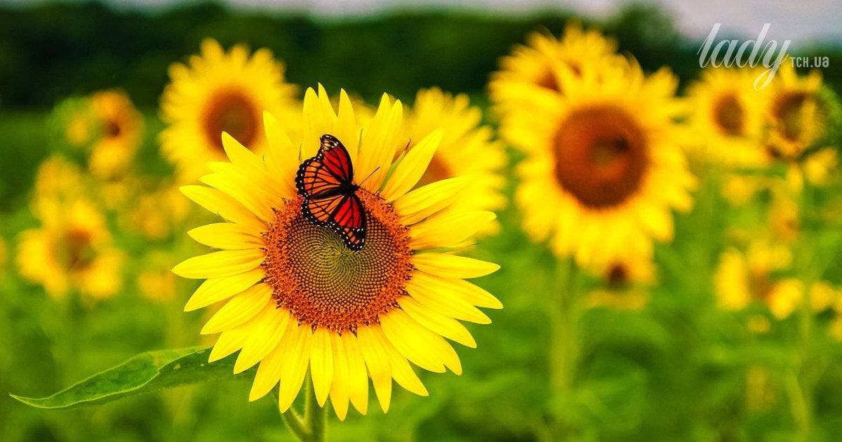 Гороскоп 5 -11 серпня 2024 року