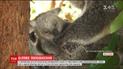 В Австралийском зоопарке родилась редкая коала с белым мехом