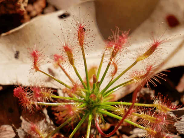 Рослина Drosera silvicola Фото Т4