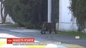 У Чилі ягуари виходять на прогулянки містом