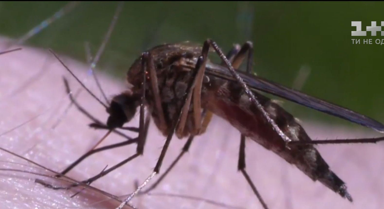 Из-за теплой погоды в Украине увеличилось количество комаров