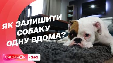 Как приучить собаку оставаться дома одной — кинолог Владислав Плахтий