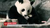 Маленьких панд-близнецов знакомит с посетителями зоопарк Берлина