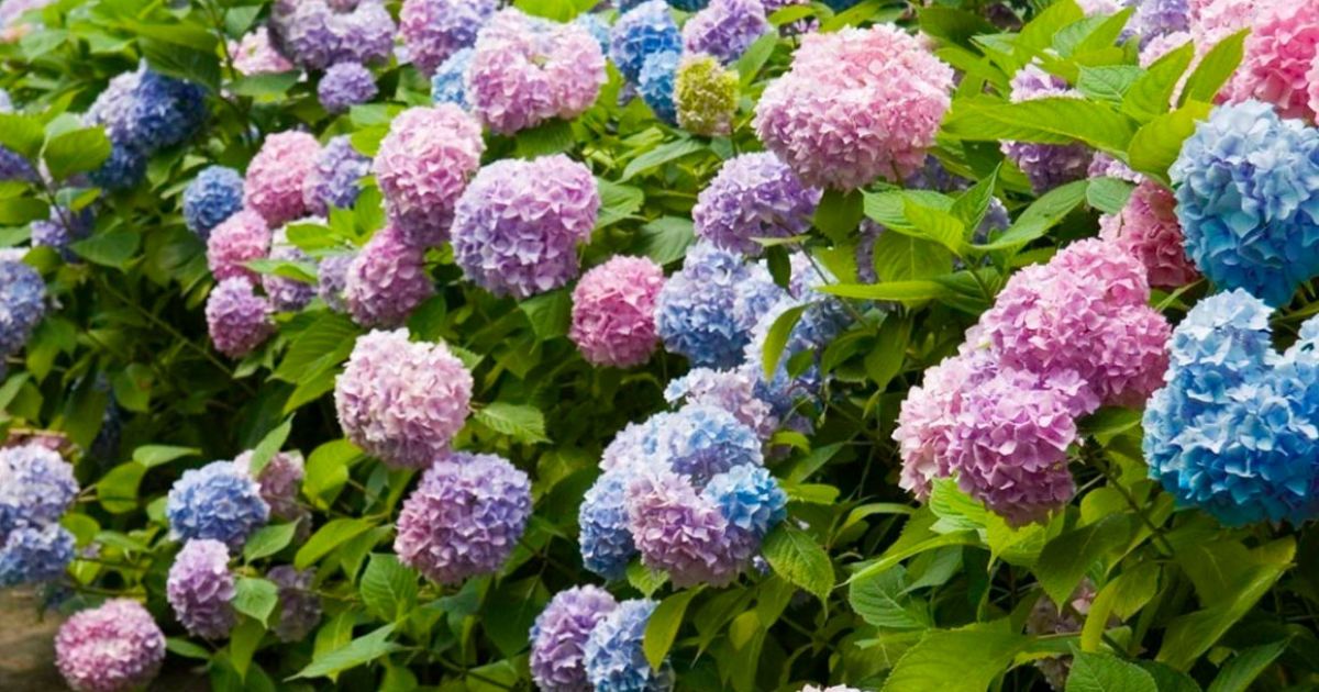 Гортензії