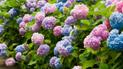 Гортензии