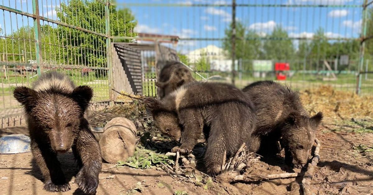 П'ятьох ведмежат врятували із контактного зоопарку в Ясногородці
