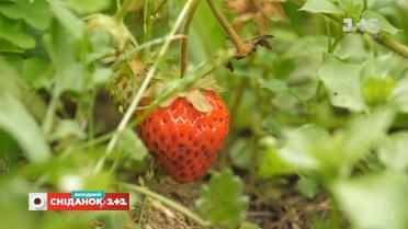 Как размножать клубнику усами – "Сніданок" на даче