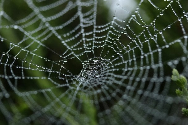 16 мая увидеть много паутины в воздухе — до длительной сухой погоды / © unsplash.com