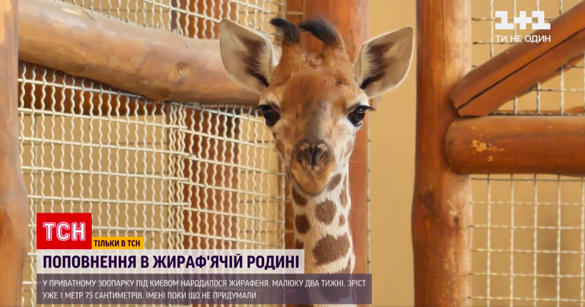 В частном зоопарке на киевщине родился жирафенок — как выглядит