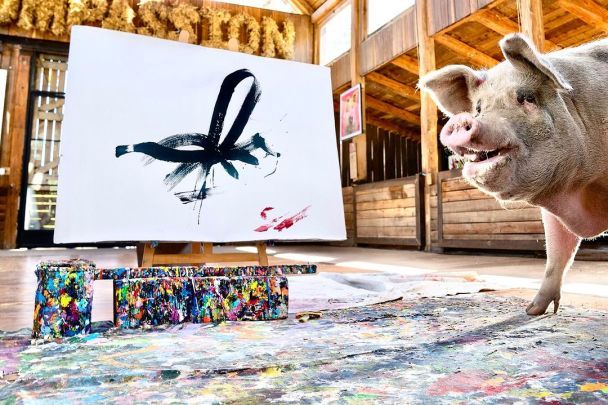 Пігкассо / Фото: instagram.com/pigcassohoghero