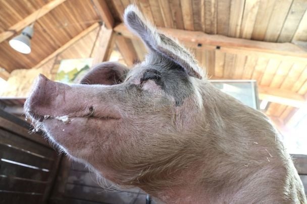 Пігкассо / Фото: instagram.com/pigcassohoghero