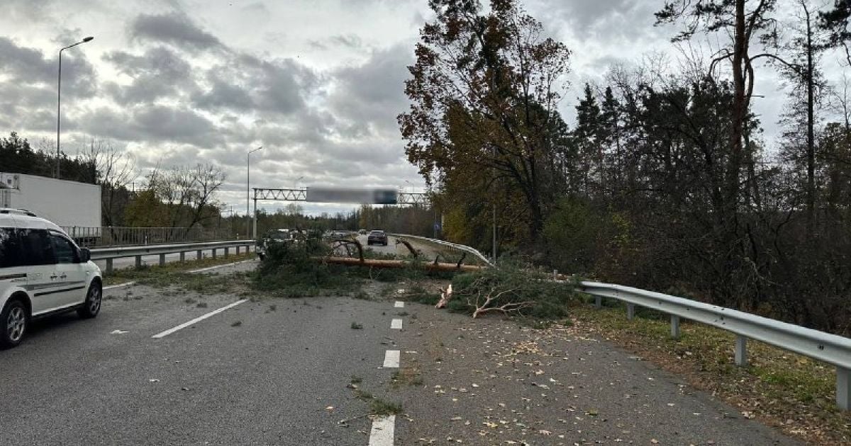 В Обухові дерево впало на дорогу, якою рухалися автівки