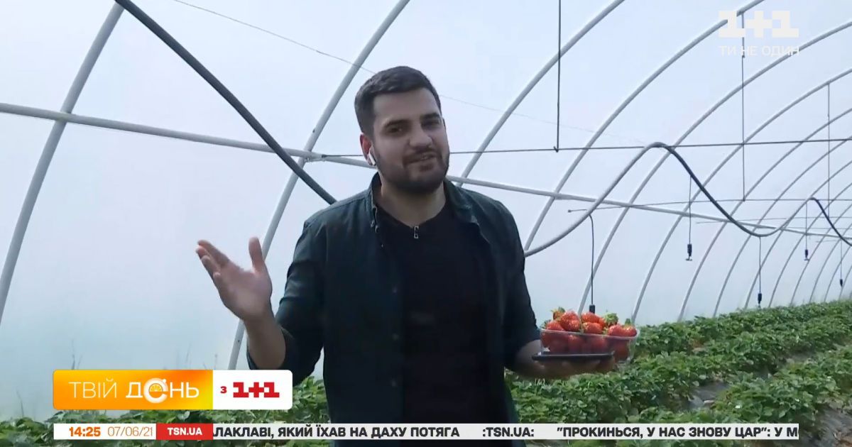 Как работает клубничная ферма самообслуживания и какой урожай в этом году — прямое включение