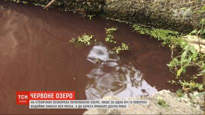 Озеро на Осокорках стало красным - там исчезла ряска и погибла рыба