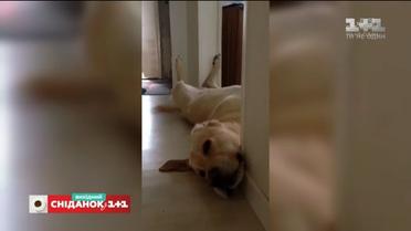 Кумедні відео домашніх улюбленців від глядачів "Сніданку з 1+1"