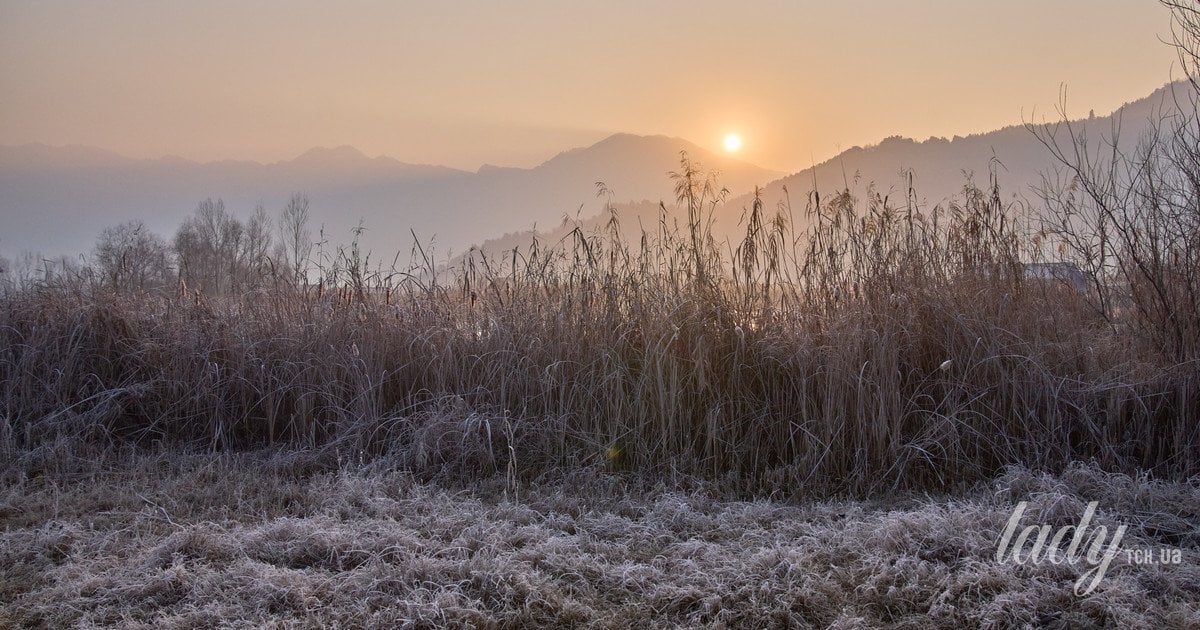 Чи справді мороз знищує бур’яни