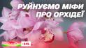 Почему не цветет орхидея: вредители, удобрения, закаливание