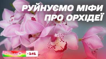 Почему не цветет орхидея: вредители, удобрения, закаливание