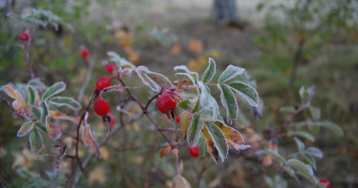 2 жовтня в Україну прийдуть перші заморозки