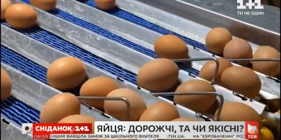Купить яйца и не отравиться: как цена влияет на качество продукта