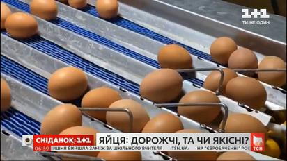 Купить яйца и не отравиться: как цена влияет на качество продукта