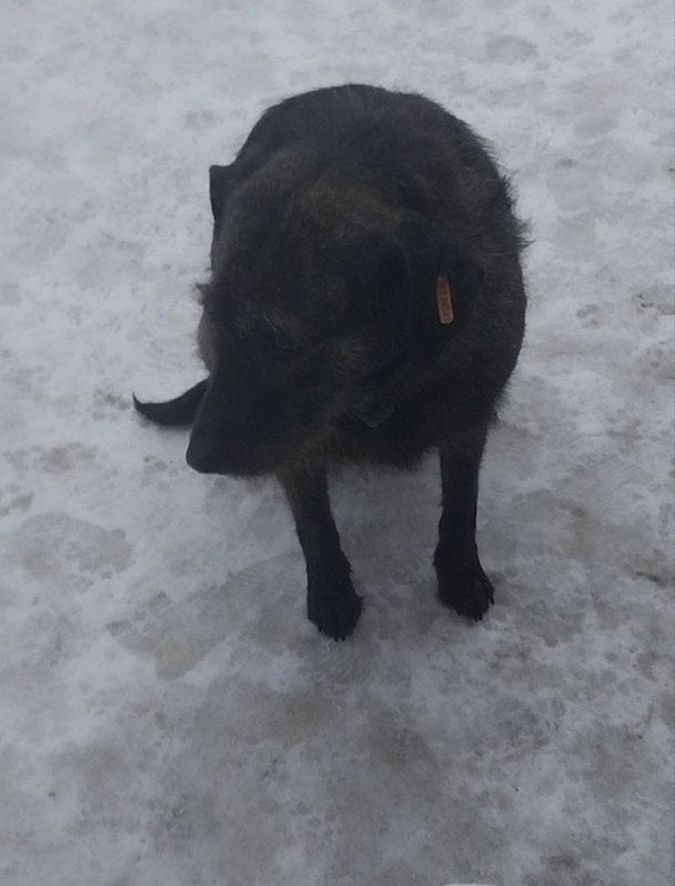 Собака Боба