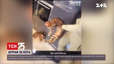 Футболист лондонского клуба оштрафован на девять миллионов гривен за избиение кота | Новости мира