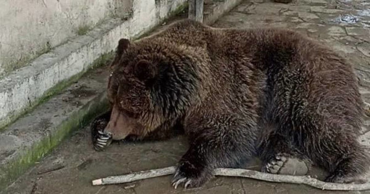 Медведь, которого удалось спасти из пожара в зоопарке Евпатории