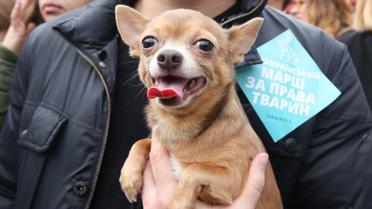 Марш за права тварин у Києві / © УНІАН