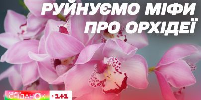 Чому не цвіте орхідея: шкідники, добрива, загартовування